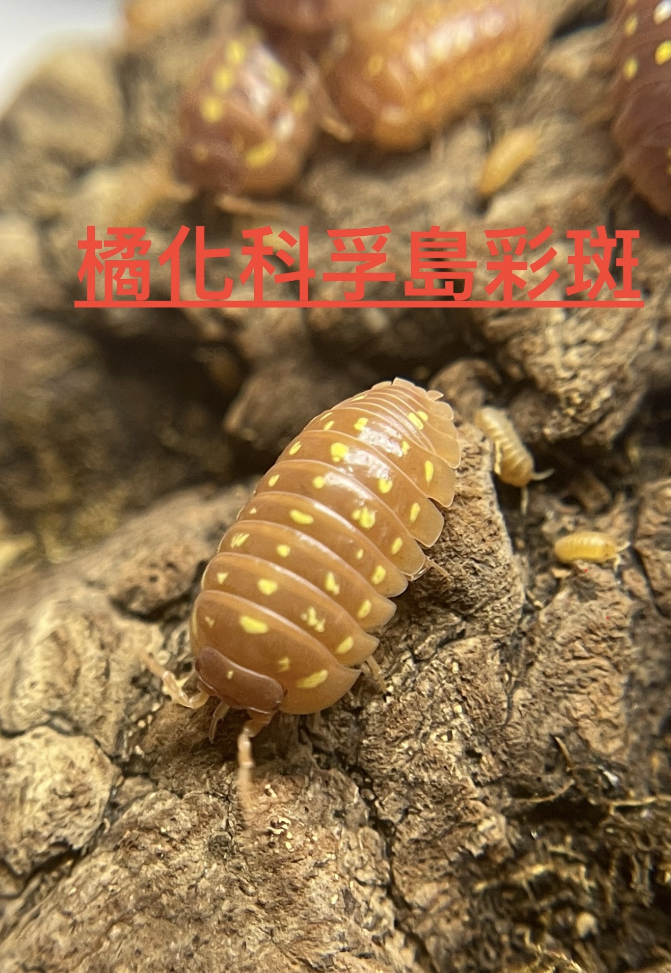 鼠不盡標本